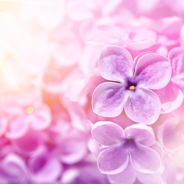 Lilac Fields - Spray corporel