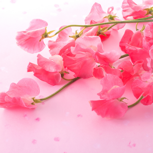 Blooming Sweet Pea- Perfume