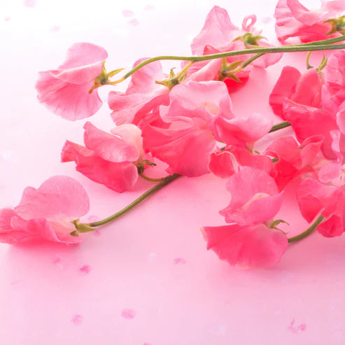 Sweet Pea & Freesia