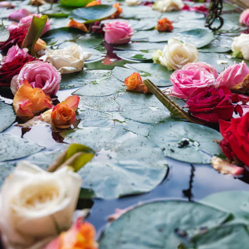 Rose Water Lily